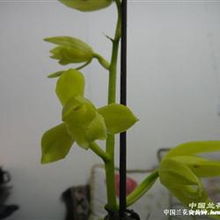 精品素蕙小草大花灯芯杆4苗